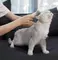 Щетка для удаления линьки Pawbby Pet DE-shedding Brush (MG-PCO001-EU) белая